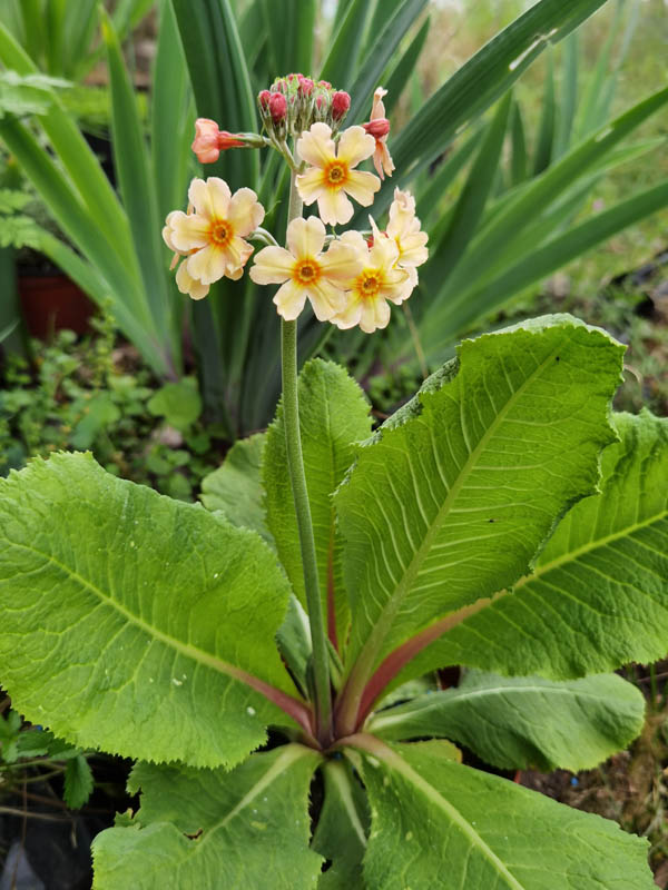 Primula 'Oriental Sunrise' en fleurs dans un jardin de sous-bois humide